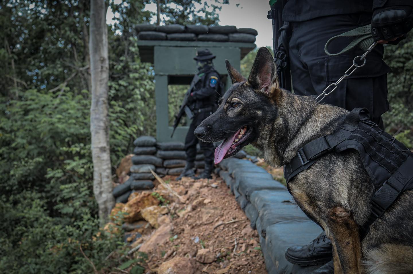 K9 ชุดเฝ้าตรวจชายแดน ทหารพราน13